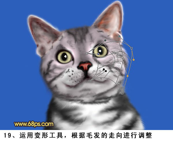 Photoshop绘制真实的猫咪教程,PS教程,图老师教程网