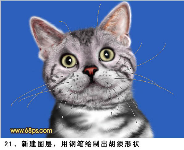 Photoshop绘制真实的猫咪教程,PS教程,图老师教程网