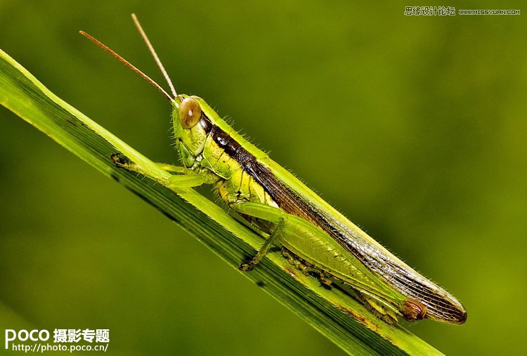 从昆虫摄影中学习生态摄影技巧分享,PS教程,图老师教程网