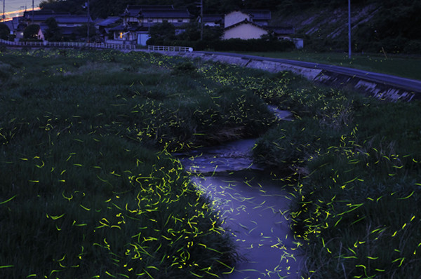 Tsuneaki Hiramatsu的萤火虫低速快门摄影