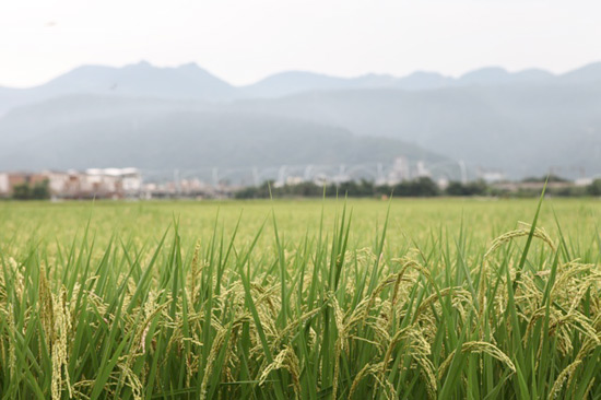 稻草小屋设计（Rice straw design ）