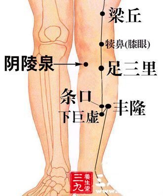 足三里穴 效如参茸的滋补品