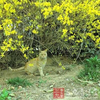 连翘花直播南方于3月上、中旬，北方于4月上旬