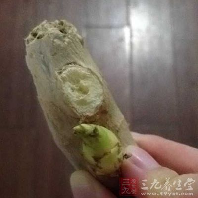 常吃腐烂的生姜，会将大量的黄樟素摄入到身体之中