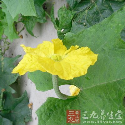 组成：丝瓜花15 朵，鲜牛肝200g