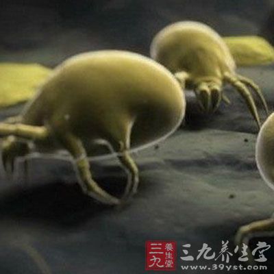 多数过敏性哮喘的发生、发展和症状的持续与尘螨过敏密切相关