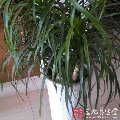 将植物放置在缺乏足够能量的地区