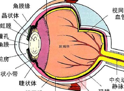 患者主要表现为结膜表层血管的扩张