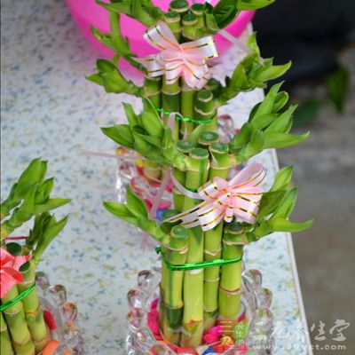 求富贵平安的人求好梦首选植物：富贵竹