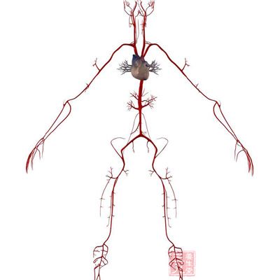 动脉在人体非常重要，它们把血液和氧输送到身体的各个重要器官