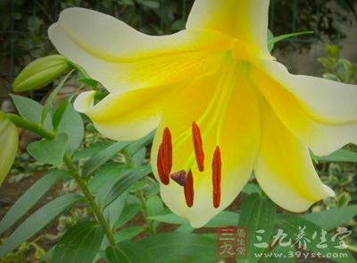 百合花引起失眠