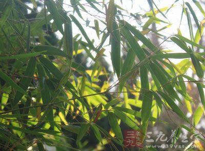 过多种植竹、 榕、 桃、 芭蕉的房子