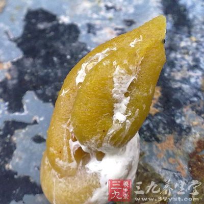 将鸽子屎大炒，然后研末