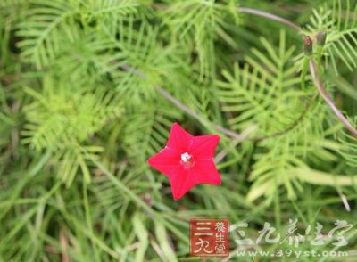 　菊芋，又名洋姜、五星草,是菊科、向日葵属宿根性草本植物。