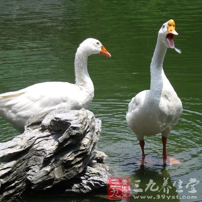 鹅肉性冷，食多了使人患病，引发旧病，嫩鹅肉有毒，食用害人，老鹅的肉适于食用