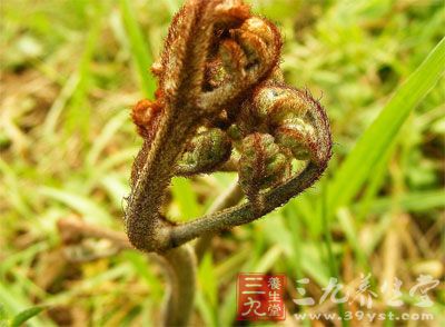 其食用部分是未展开的幼嫩叶芽，经处理的蕨菜口感清香滑润