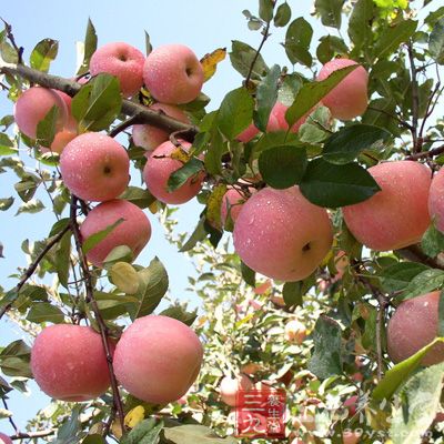 苹果中含有丰富的鞣酸、果胶、膳食纤维等特殊物质