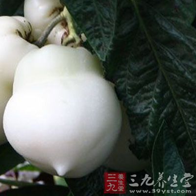 茄瓜一人参果