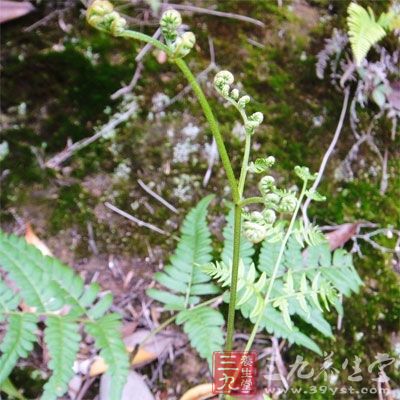 办公族多吃蕨菜。荠菜含有大量的胡萝卜素、B族维生素和维C