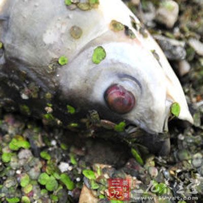 鱼眼浑浊塌陷、鱼鳃发灰的不买