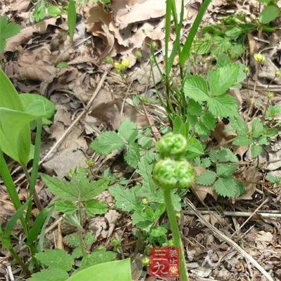 《南京民间药草》：治食嗝、气嗝