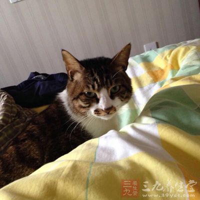 梦见养猫会有财利上的好处