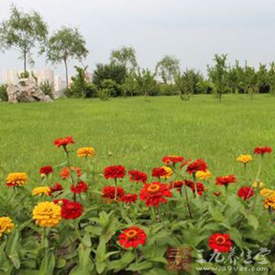 花花草草，美化环境，赏心悦目，梦中的花草则是异性的化身