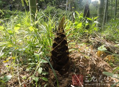 立春后踩挖的笋，以其笋体肥大、洁白如玉、肉质鲜嫩、美味爽口被誉为菜王