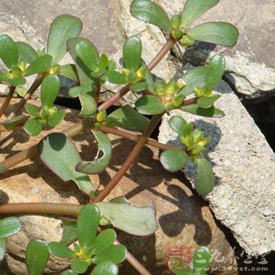 马齿苋对大肠杆菌、痢疾杆菌、伤寒杆菌等均有较强的抑制作用，特别是对痢疾杆菌的作用很强