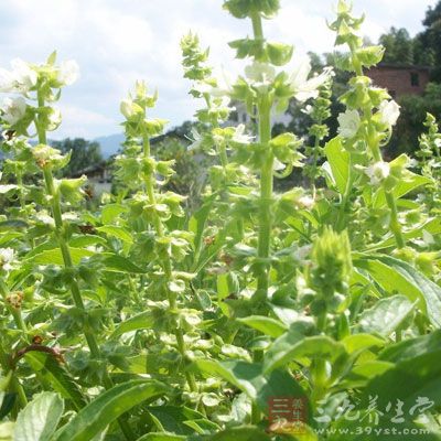 香草调节情绪