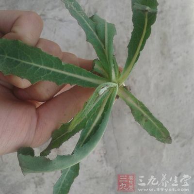 苦苣菜的茎叶柔嫩多汁，嫩茎叶含水量高达90%