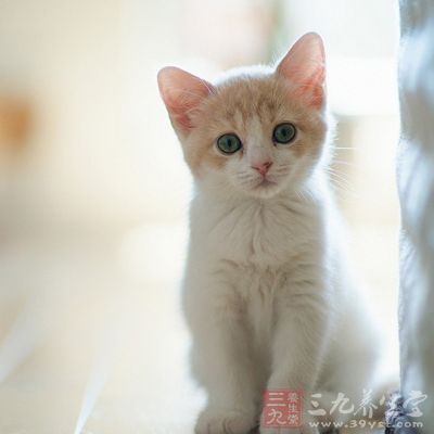 美国一家疗养院中一只名为奥斯卡的猫咪