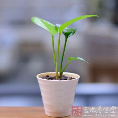 务必选择常绿、生命力强，不易凋谢、落叶的植物