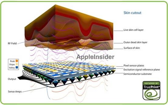 纹扫描将是iPhone5S和iWATCH的重要部件 图老师