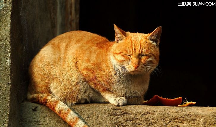 猫屎为什么这么臭？ 图老师