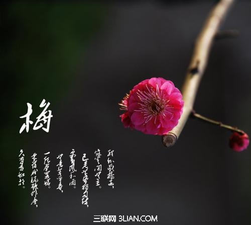 花中四君子指什么  图老师