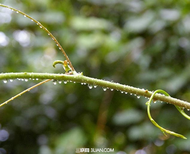 在野外 这10种植物关键时刻可救命图老师