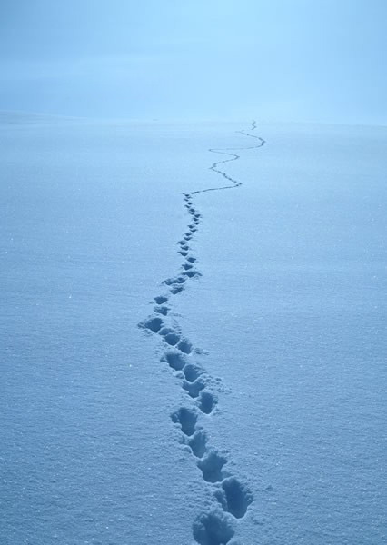 下雪了 为冰天雪地拍佳作献计