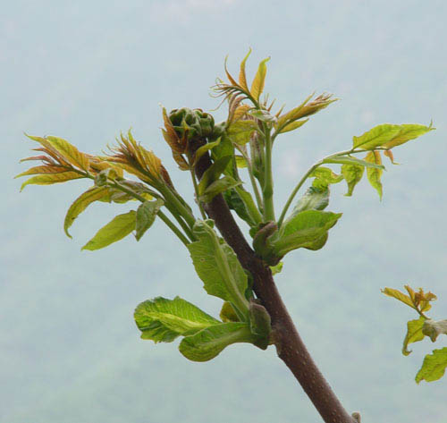 给植物照片抠图的PS教程 图老师