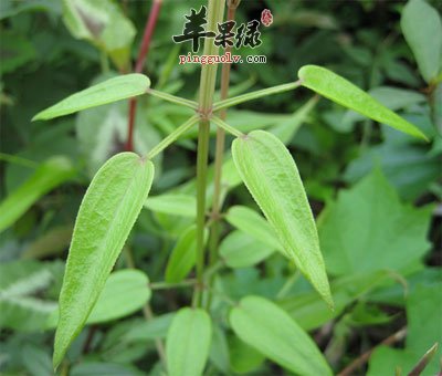 茜草