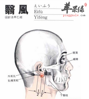 翳风穴位置及图片_翳风穴的功效与作用_按摩手法