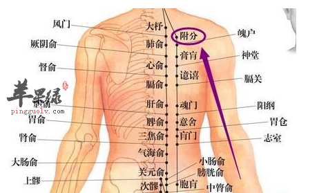 附分穴的位置及图片_附分穴的功效与作用_按摩手法