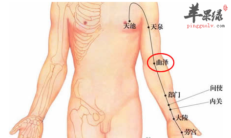 曲泽穴穴位位置图_曲泽穴的功效与作用_按摩手法