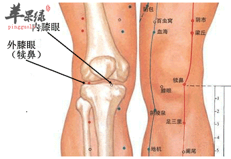 膝眼穴位位置及图片_膝眼穴的功效与作用_按摩手法