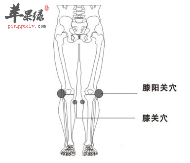 膝阳关穴穴位位置图_膝阳关穴的功效与作用_疗法及注意事项