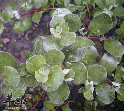 蔓荆子原植物