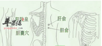 胆俞穴位位置图_胆俞穴的功效与作用_按摩手法