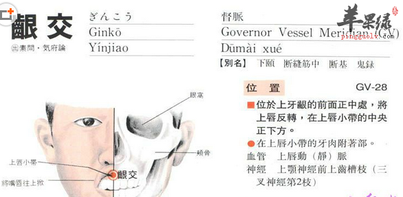 龈交穴穴位位置图_龈交穴的功效与作用_日常保健