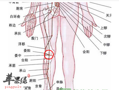 委阳穴穴位位置图_委阳穴的功效与作用_按摩手法