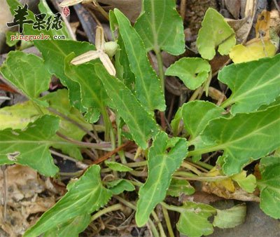 紫花地丁原植物